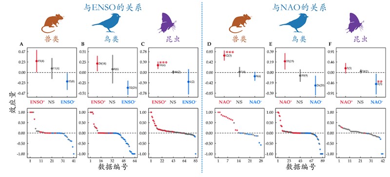 图2. ENSO、NAO影响兽类、鸟类及昆虫种群动态的强度。