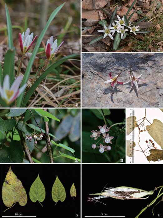 安徽省被子植物分布新记录２种的形态特征