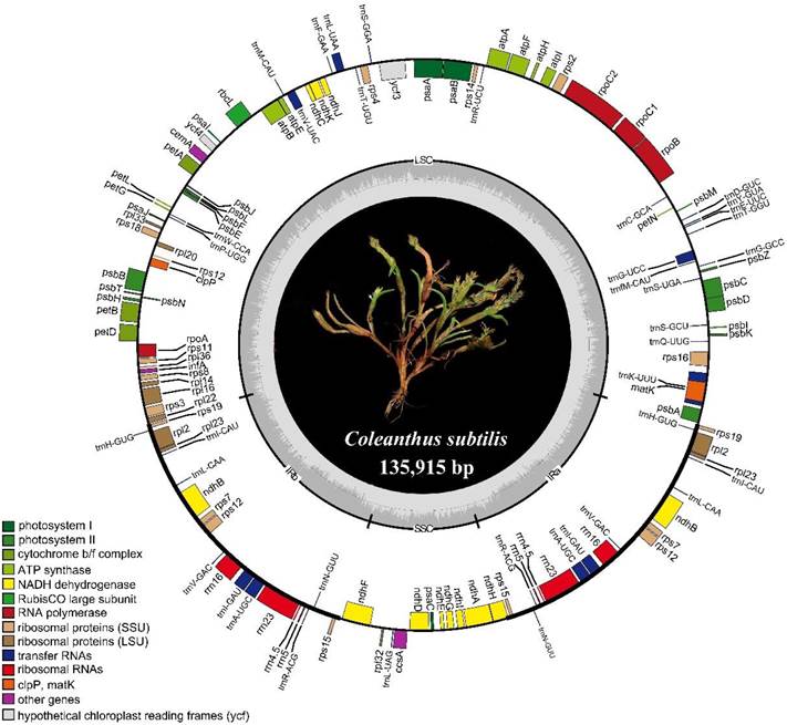 莎禾（Coleanthus subtilis）叶绿体基因组图谱