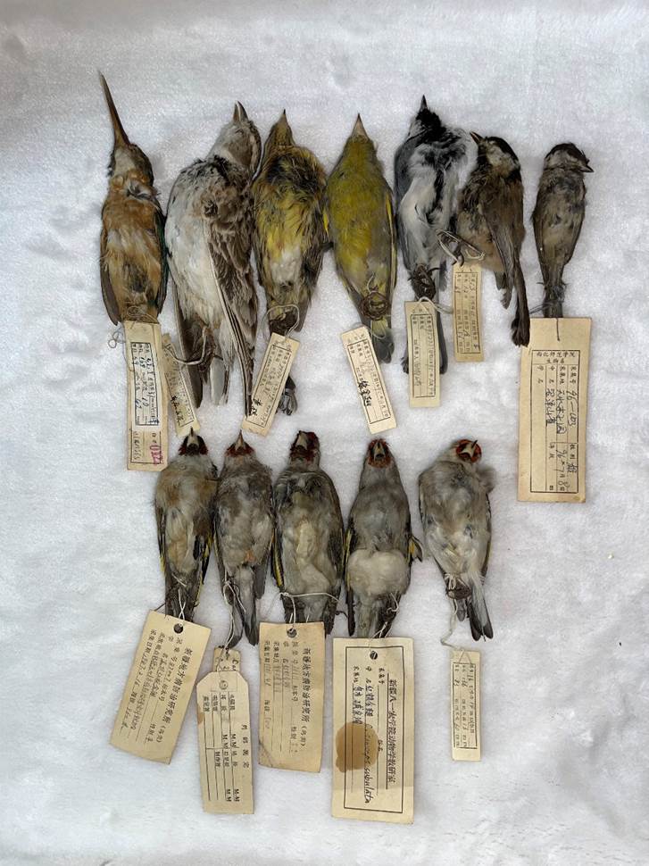 侯兰新教授捐赠的鸟类标本