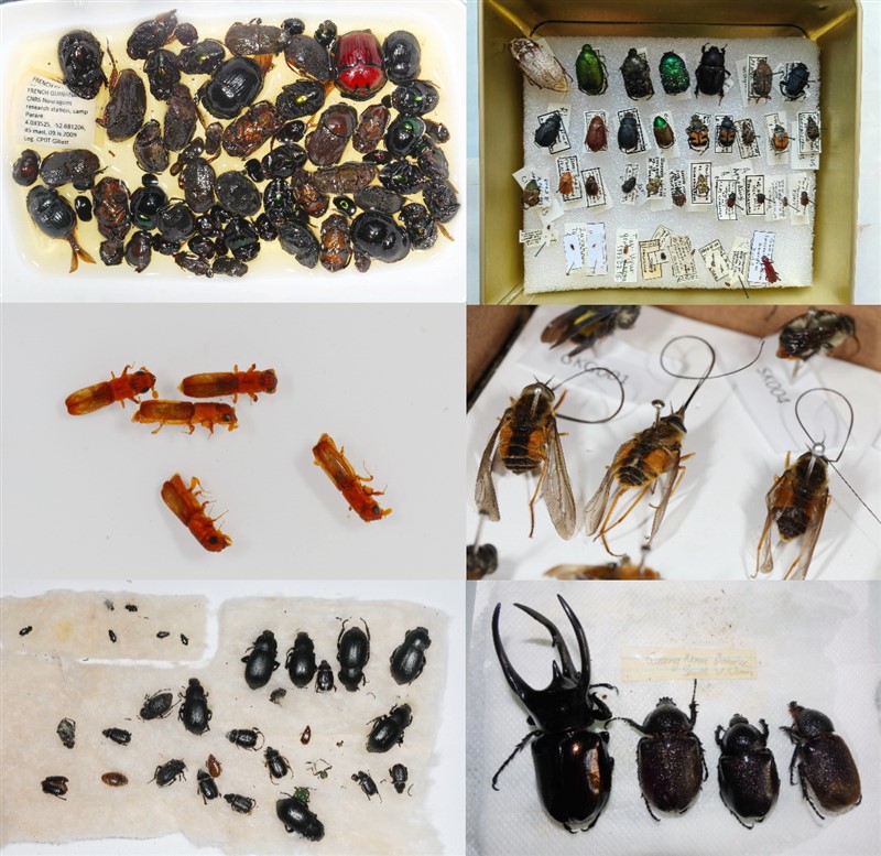 “一带一路”国家昆虫学者捐赠的部分标本