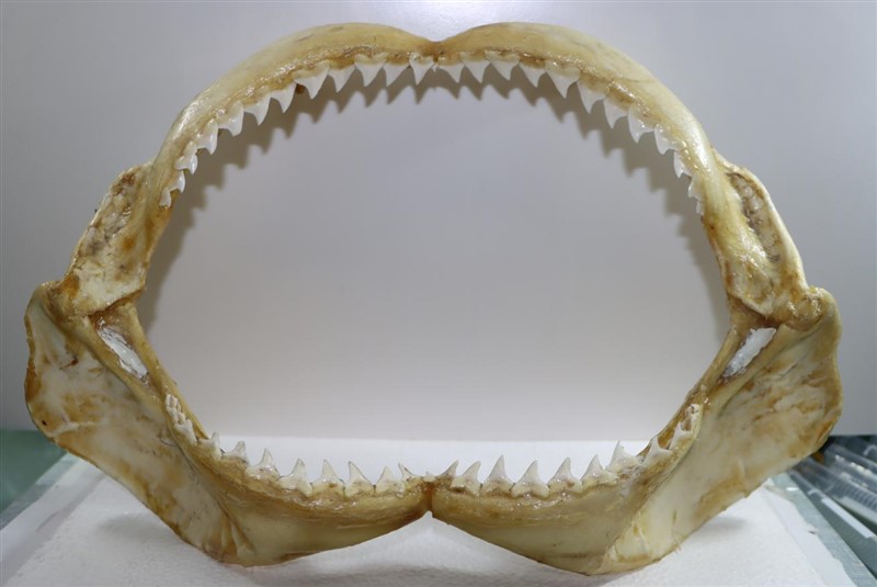 安汶真鲨（亚成体）颌骨标本
